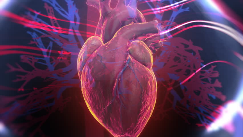 3d rendered medical animation of a man's heartbeat. Heart beat line and pulse. 3D animation displays the heart. Visually representing health, anatomy, and cardiovascular function.