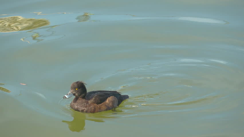 Closeup footage of a coupled of tufted ducks