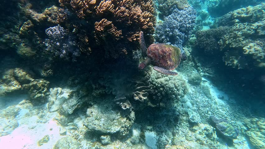 Tracking shot dolly forward to a juvenile green sea turtle (chelonia mydas) swimming gracefully near corals in a vibrant underwater scene. Apo Island, Dauin, Philippines