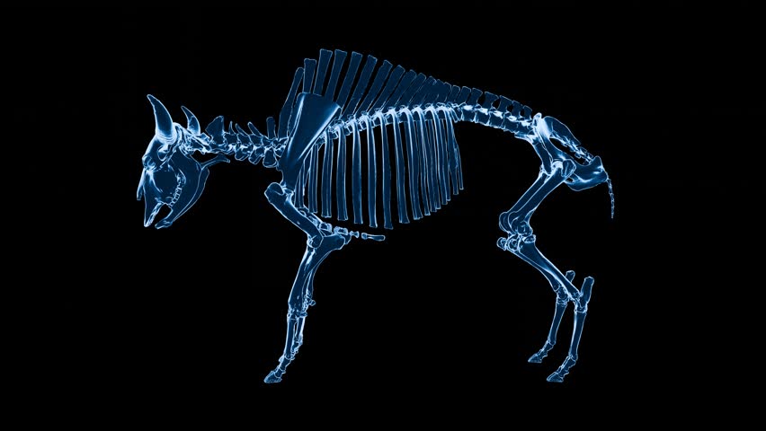 3D rendering of bison skeleton hologram in 360 degree rotating motion