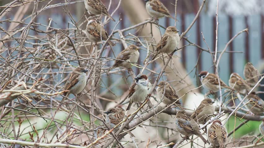 A mixed flock of house sparrows (Passer domesticus) and Eurasian tree sparrows (Passer montanus) and characteristic chirping