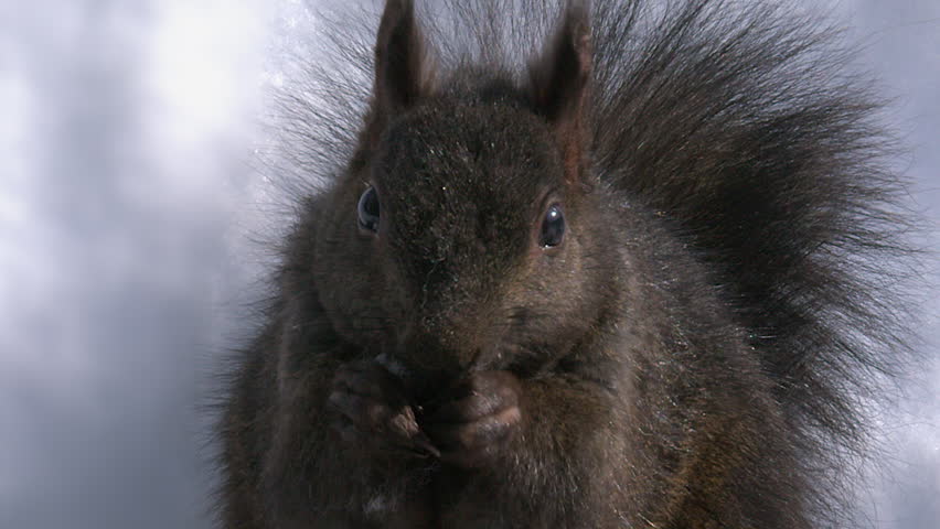 Close-up cute squirrel face eating seeds looks directly at camera