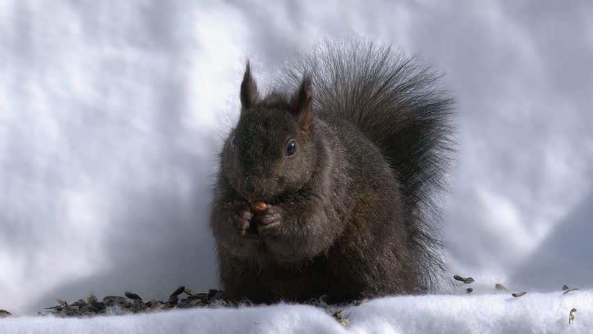 Grey squirrel eats sunflower seeds against white copy space background