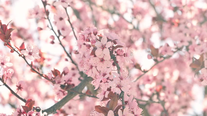 Cherry blossom branches with soft pink petals in bright sunlight glow, 4K with selective focus