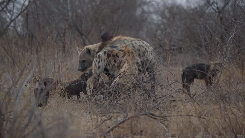 Spotted hyena motherand father with cubs filmed in slow motion near a den, moving through dry thornbush scrub. Wildlife family behavior in African savanna habitat.