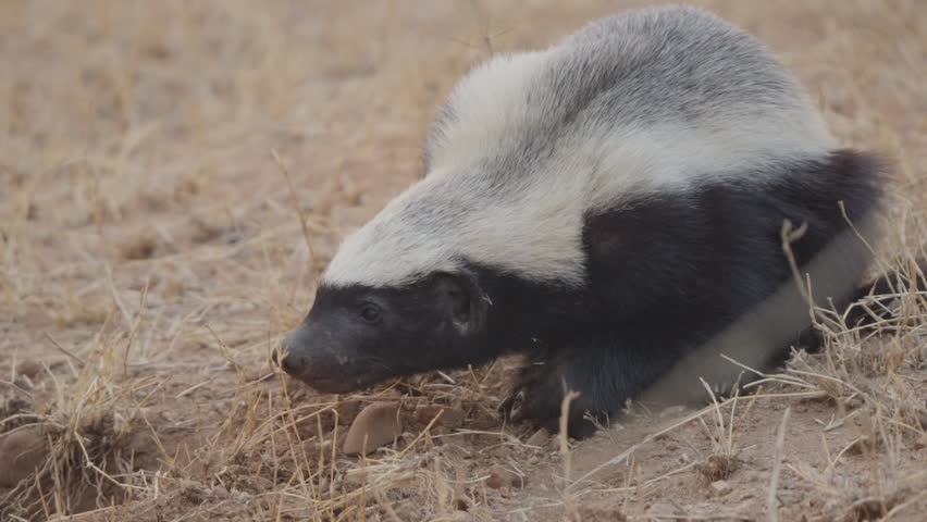 Honey badger looks toward camera and scans surroundings in dry grassland habitat; alert mustelid close-up. Second honey badger briefly appears partially at end of clip.