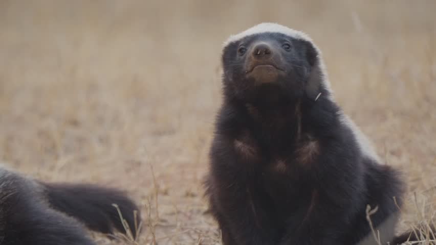Honey badger scans surroundings in Kruger National Park, South Africa. Alert mustelid on dry savanna grassland while a second honey badger is partly out of frame.