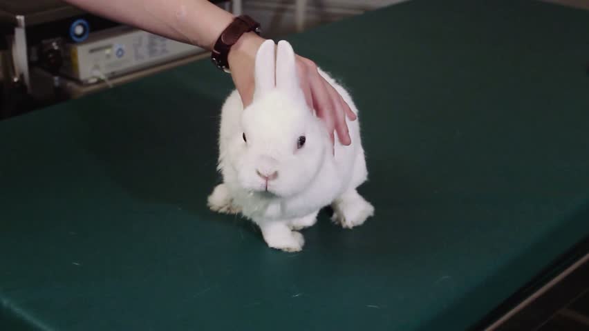Veterinary professional petting white dwarf rabbit on medical examination table during checkup session in clinical environment