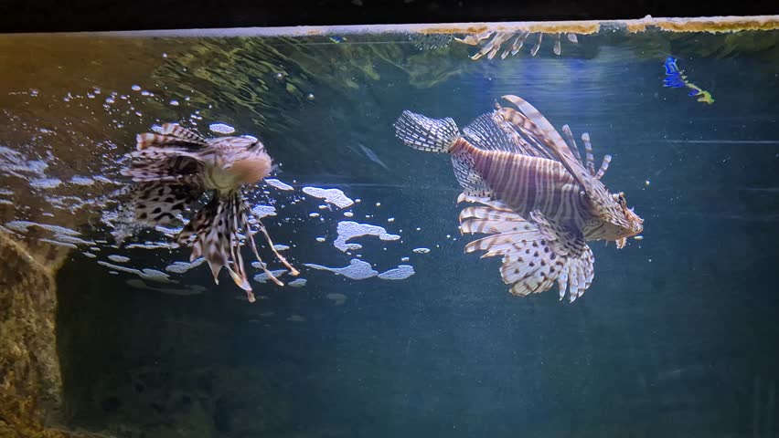 Two red lionfish (Pterois volitans) gracefully swimming in a home aquarium, displaying their striking venomous spines, flowing fins, and bold striped patterns. Exotic marine predators illuminated in clear water, showcasing beauty and danger in an underwater environment.
