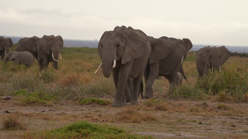 Elephant Herd Gathering Under Dark Storm Sky in Amboseli