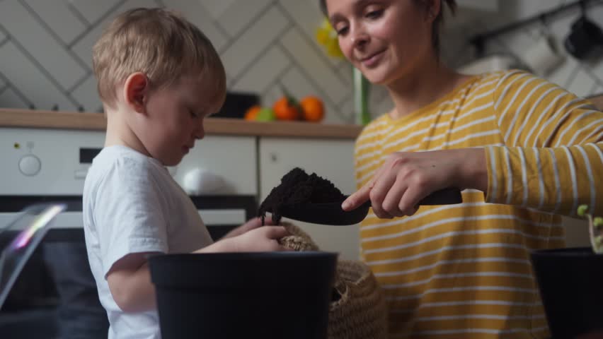 Young mother and her son plant seedlings in a pot with fresh soil in the kitchen. Indoor gardening. Spring activity. Lessons on teaching environmental literacy. 4K slow motion video.