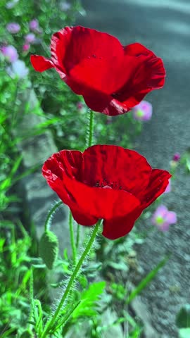 Close up of vibrant red Poppy flowers Papaver rhoeas blooming in the field. Beautiful red poppies with green stems and buds swaying in the wind on a sunny day.