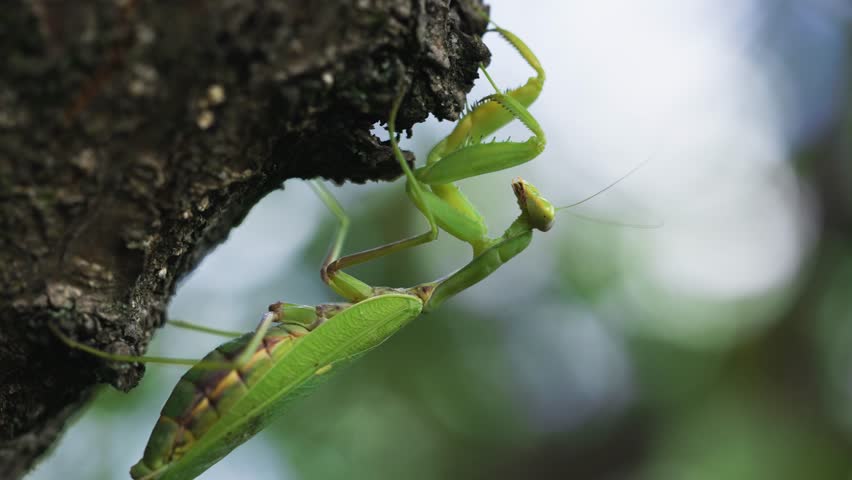 Close up Green praying mantis Mantis religiosa.