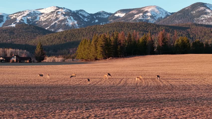 Aerial view of deer grazing in an open field near Whitefish Montana at sunset with mountains and evergreen forest in the background