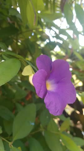 Purple Flower Macro Close Up  in Natural Garden, (Thunbergia erecta) Tropical Floral Bloom with Green Leaves Background
