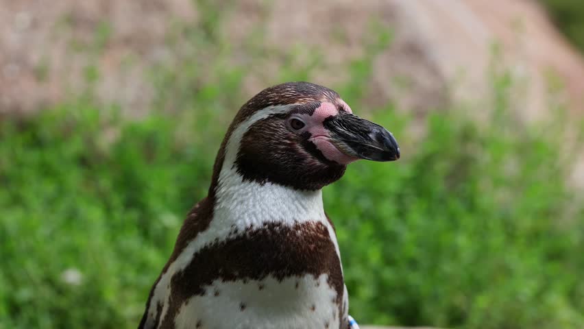 Humboldt penguin, Spheniscus humboldti or Peruvian penguin