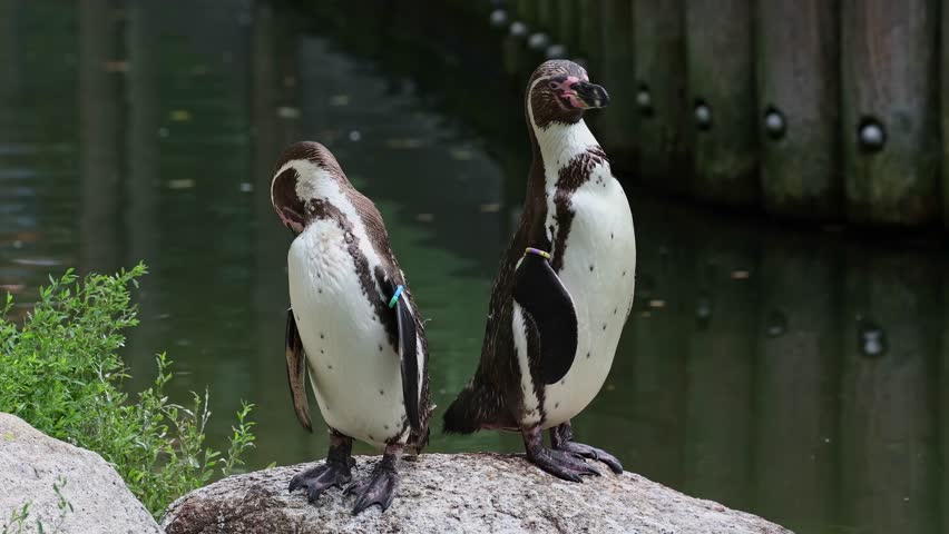 Humboldt penguin, Spheniscus humboldti or Peruvian penguin