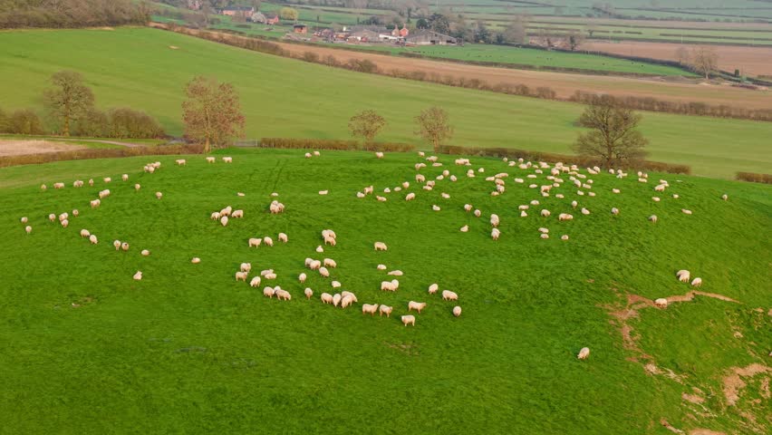 Flock sheep grazing on green countryside pasture hills. Livestock animals feeding on grass in rural farmland landscape with trees and fields. Sheep farming and natural agriculture scene with peaceful