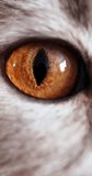 Real extreme close-up macro shot of a domestic cat eye with amber brown iris, black vertical pupil, soft fur texture and reflective highlights. Detailed feline eye footage in vertical framing, static shot, no people. - Powered by Shutterstock - Get 15% off with code: PIKWIZARD15