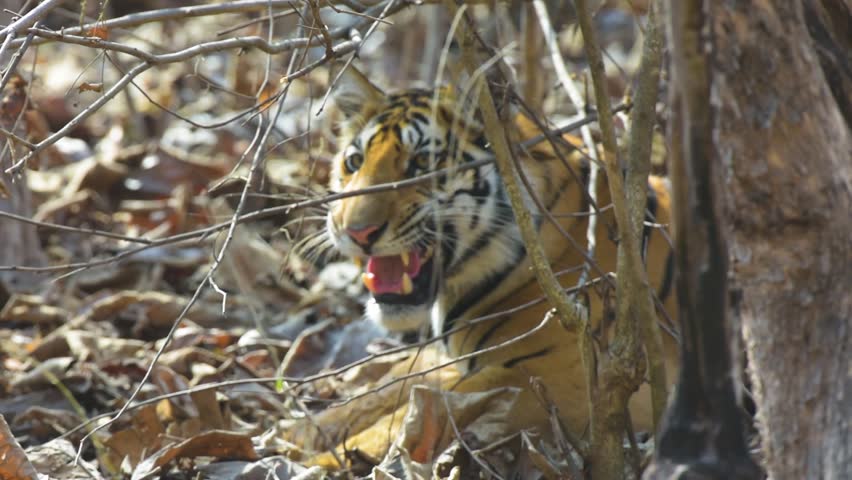Subadult male Royal Bengal Tiger chases and captures a Spotted Deer in daylight at Panna Tiger Reserve. Intense wildlife moment showing predator prey struggle during morning safari.