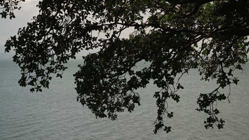 Looking up through large ancient tree branches to sky in Kenya East Africa