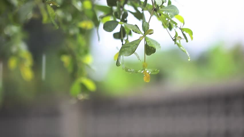 Close-up of green leaves with water droplets after rain, with a soft blurred natural background