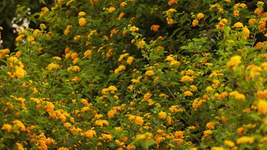 Static shot captures two male Cora hummingbirds fighting for territory around Lantana flowers. They fly rapidly, hovering and chasing, with bright yellow blooms and green foliage
