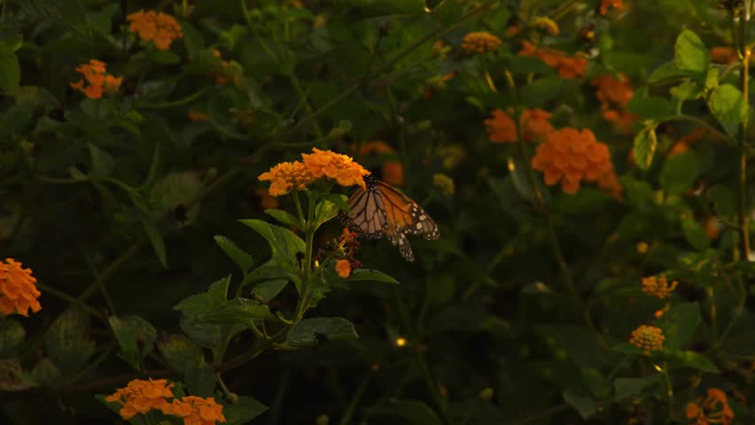 Monarch butterfly perched on yellow Lantana flowers, suddenly taking flight and exiting the frame. Vibrant green leaves provide a natural backdrop for this sharp wildlife sequence.