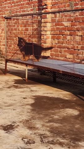A cute little German shepherd pet in a cage walking into the cage .