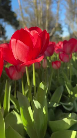 A peaceful close-up of red and pink tulips swaying in the wind in a quiet park. No people, no text, pure nature.