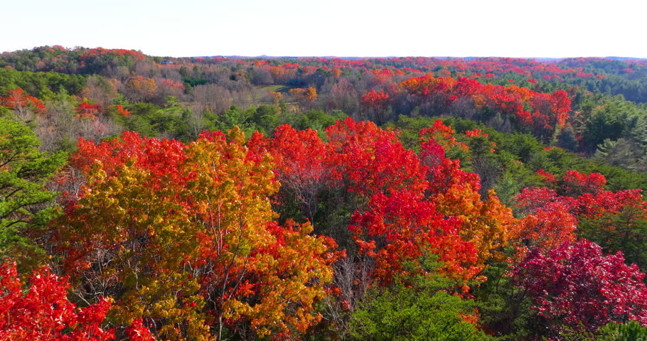 Appalachian mountain hills covered in autumn foliage. Rich forest canopies of red, orange, and yellow colors.