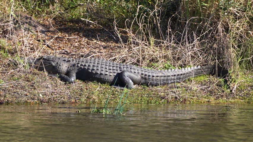 Close-up of American alligator resting on fresh water lake bank in Florida, USA.