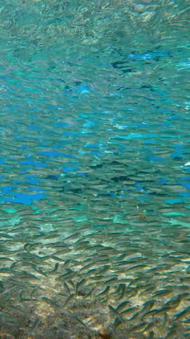 Thousand glittering Silversides Atherina fish swim in shallow water over sandy bottom, with two of scuba divers swimming in background, male diving guide and female beginning diver.
