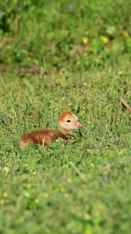 Florida sandhill crane trying to feed newly hatched colt chick, parent and offspring behavior in wetland adorable
