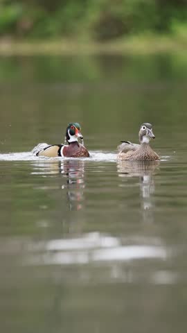 Male and female wood duck on water, male flapping wings in display, slow motion interaction and behavior sexual dimorphism, colorful plumage