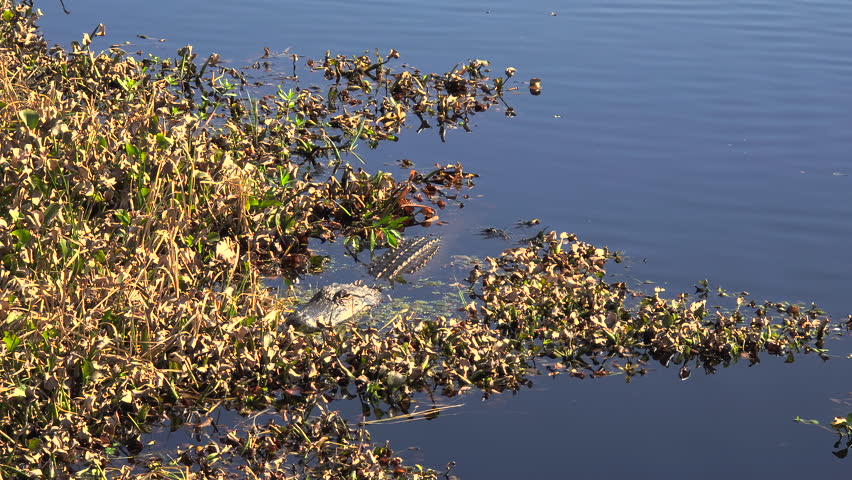 Wild reptile alligator predator floating in still freshwater pond in Everglades region of Florida, USA.
