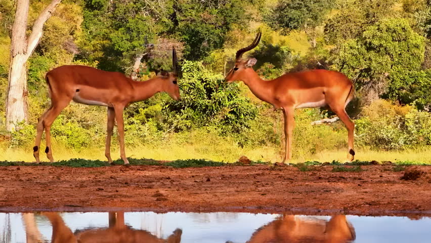 Two male impala antelopes lock horns while sparring at a watering hole.