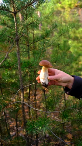 Mushroom picking in the forest. Selective focus.