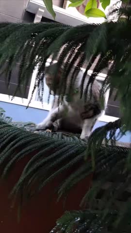 A playful domestic cat with white and brown tabby markings explores the dense branches of an evergreen tree outdoors. The feline balances carefully on a high ledge or fence while peering through the thick green needles of an Araucaria or similar coniferous plant. Its large curious eyes and alert ears suggest a keen interest in its surroundings during this afternoon adventure near a residential building.

The pet wears a distinctive green collar adorned with small bells that jingle as it moves between the swaying foliage. This adventurous animal uses its paws to pat at the prickly leaves while maintaining its steady footing above the ground. The background reveals a modern house with dark tiling and a white window frame which provides a sharp contrast to the natural greenery in the foreground.

Throughout the footage the camera captures the small creature from a low angle looking up into the canopy of the tree. Sunlight filters through the branches creating a dynamic play of light and shadow on the fluffy fur of the curious companion. This vertical shot highlights the natural agility and inquisitive nature of a young cat discovering the textures of the outdoor world.