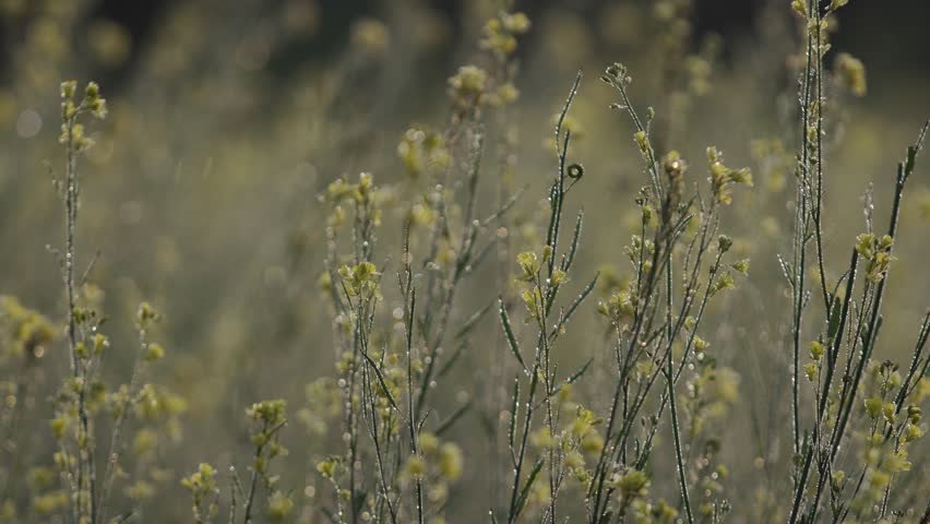 Tiny mustard seeds are forming from the mustard flowers on the mustard plants.