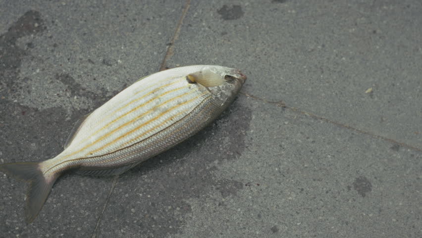 Fresh Fish Flopping on Shore After Being Caught by Fisherman