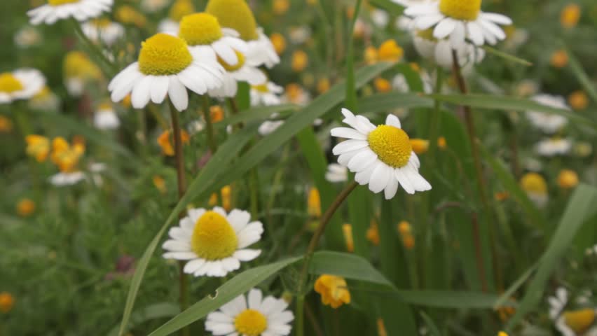 
Daisies swaying in a gentle breeze. Green meadows and wildflowers in spring. White and yellow flowers symbolizing innocence. A nature-textured background. The wind blows, the grass sways, a feeling of hope and joy awakens. The image highlights simplicity, natural beauty, and the seasonal charm of Anatolian flora.