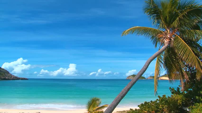This 4K video captures a tropical beach featuring a coconut palm (Cocos nucifera) leaning over turquoise ocean water. The visual documents the white sand shoreline and distant small islands under a clear sky. The composition illustrates a Caribbean coastal ecosystem, documenting maritime geography and holiday environments for travel, nature, and editorial media.
