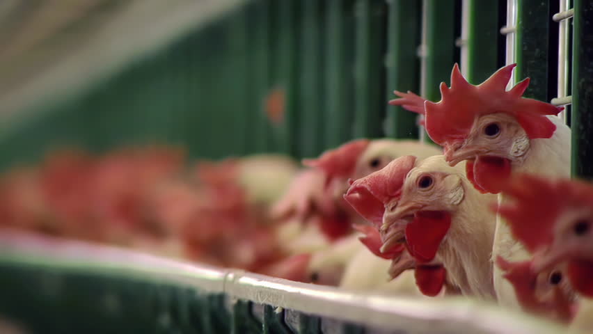 White Leghorn Chickens In Battery Cages, Poultry Farm, Entre Rios, Argentina - 4K
