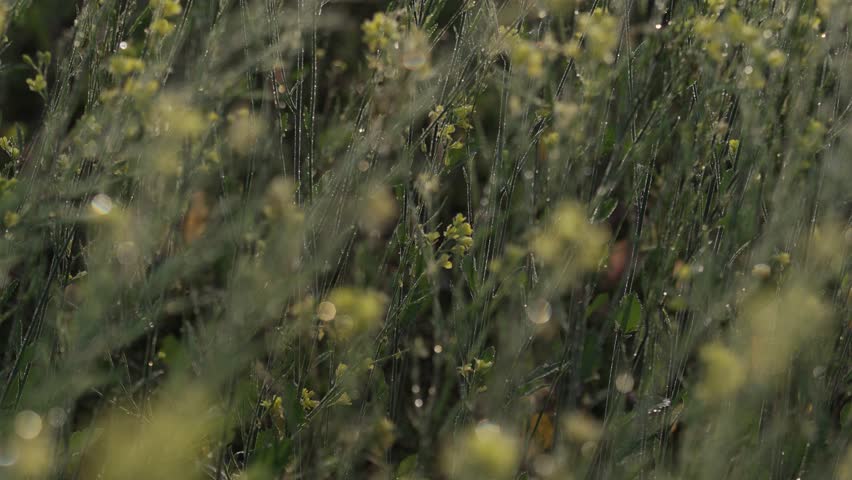Tiny mustard seeds are forming from the mustard flowers on the mustard plants.