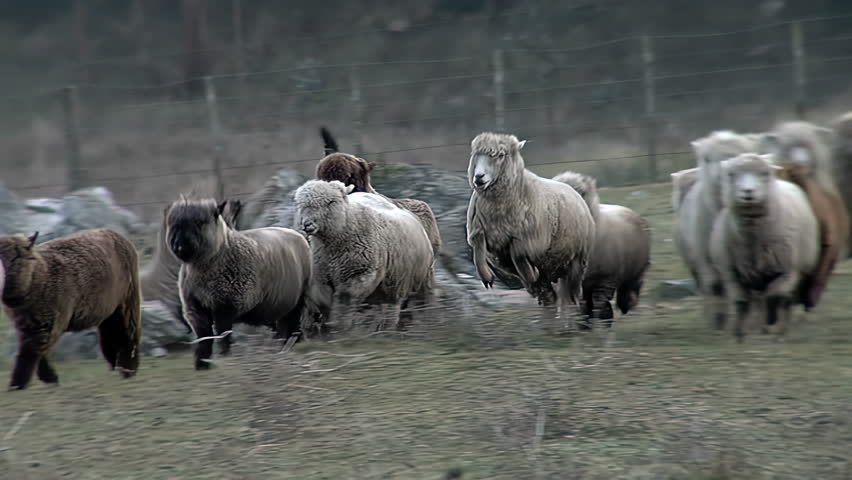 Black Shepherd Dog Herding Sheep Flock Towards Camera in Tandil, Buenos Aires Province, Argentina - 4K