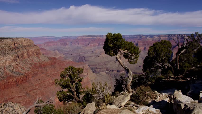 This 4K video captures the South Rim of the Grand Canyon in Arizona. The visual documents a twisted Utah juniper (Juniperus osteosperma) in the foreground against layered red rock formations. The composition illustrates the Colorado Plateau