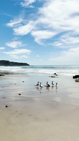 Royal Tern shore birds standing on a sandy beach on a bright sunny day
