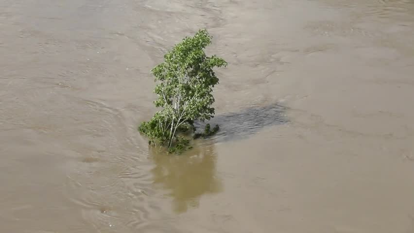 green tree in the muddy flood