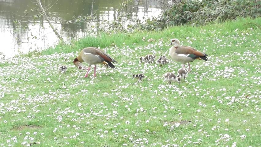 Egyptian geese family on white flower lawn